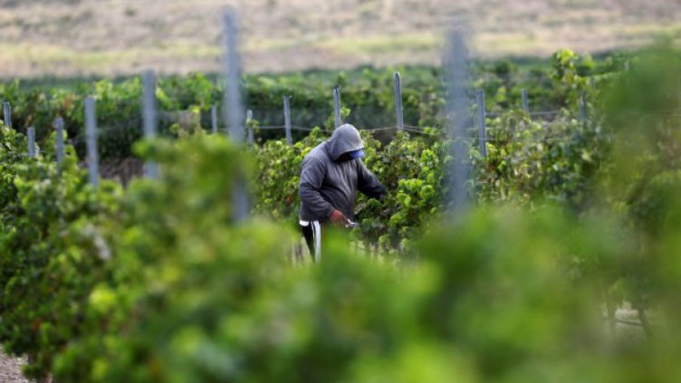 Мъж бра грозде в лозя в Бяла, собственикът го гръмна 
