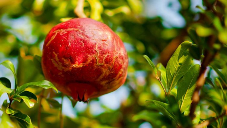 снимка: Ели Маринова