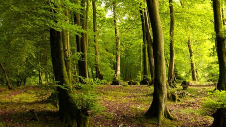 Горските залесяват 60 дка в община Аксаково 