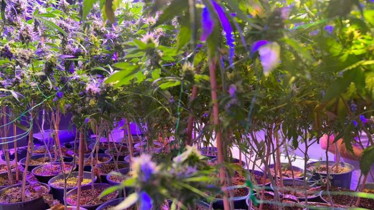 Разбиха пета наркооранжерия във Варна за този месец (СНИМКИ)