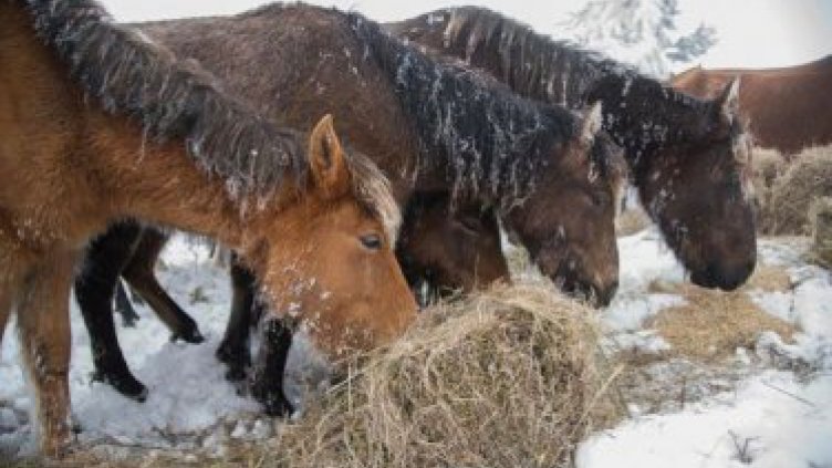 Собственикът на изоставените коне в Осогово взел 260 000 лв. субсидии за 5 г.