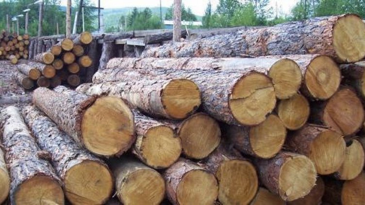 Автомобил с незаконна дървесина хванаха горските