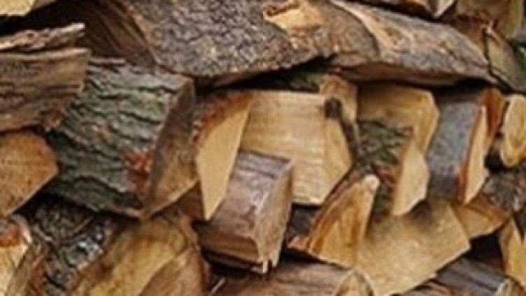 Съставиха 15 акта при акция срещу търговията с незаконна дървесина край Варна
