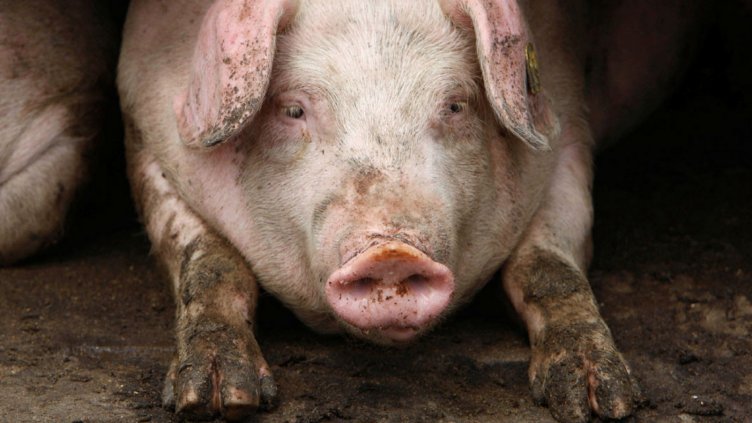 Над 300 души в Пазарджишко са взели компенсациите си за доброволно заклани прасета