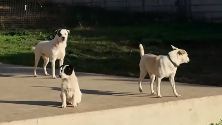 Разстрел на пет кучета в Добричко разбуни чуждестранната общност у нас