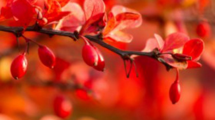 Киселият трън помага при болни зъби и стомах