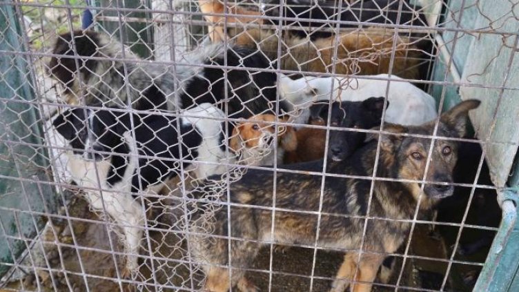 Зверство! Мъж отглежда кучета в клетки, но в… багажника на колата си