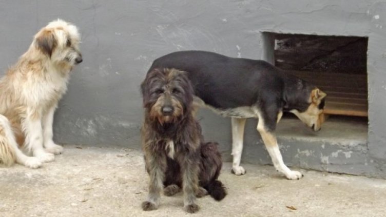 Кучета нахапаха жена, собствениците им отиват на съд