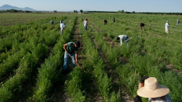 Синдикатите с идея за еднодневните договори: Посредници да набират работници за полето