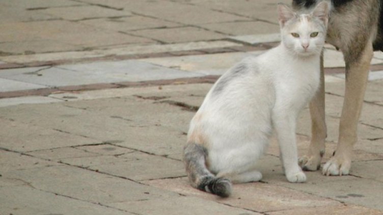 Мъж разстреля котката си