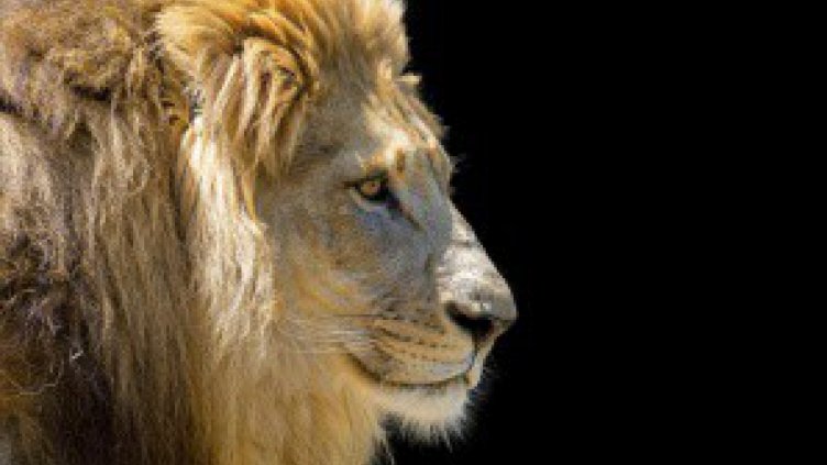 Какво е да спиш при лъвовете?