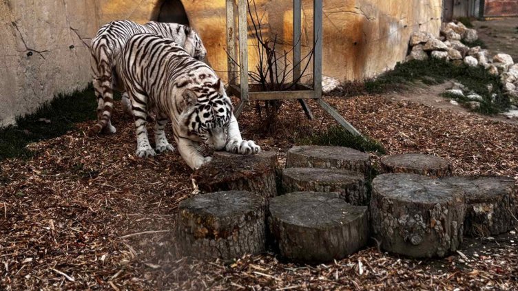 Тигрите в зоокъта във Варна са с нова придобивка