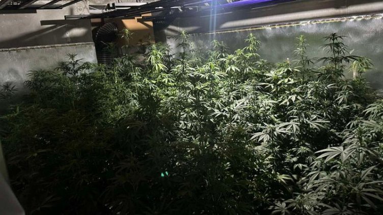 Акция: Разбиха две наркооранжерии край Варна (СНИМКИ)