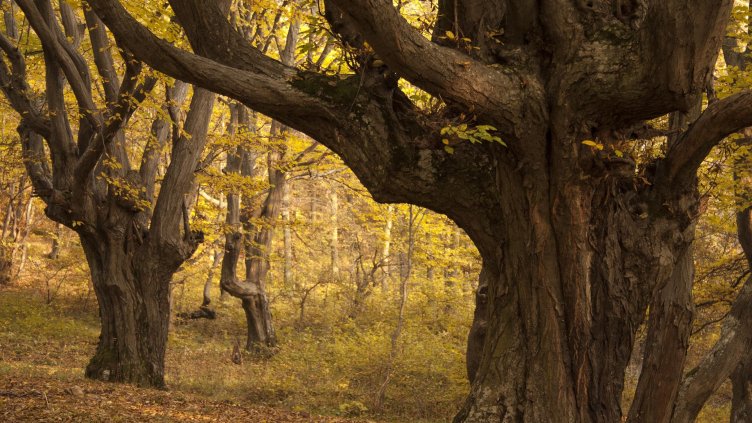 Мобилни екипи пазят вековни гори в Северна България