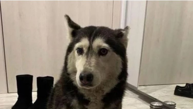 Искат Църквата да обяви кучето Мая за мъченик и да я честваме на 14 май