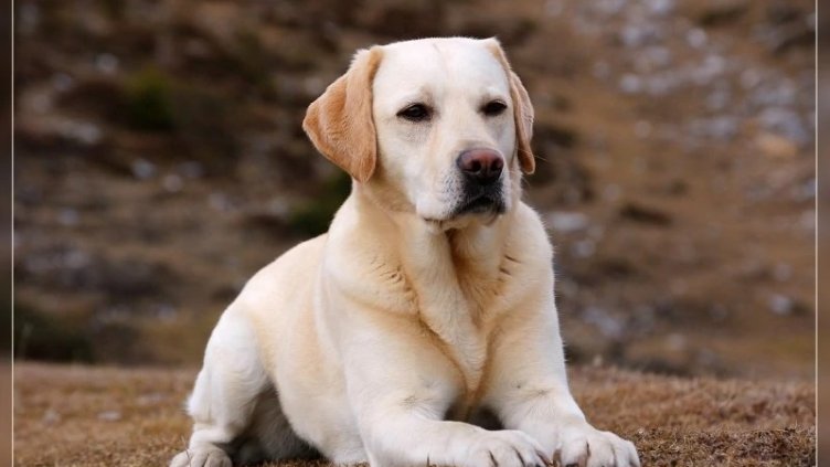 Съд постанови съвместно попечителство на разведена двойка над домашното им куче