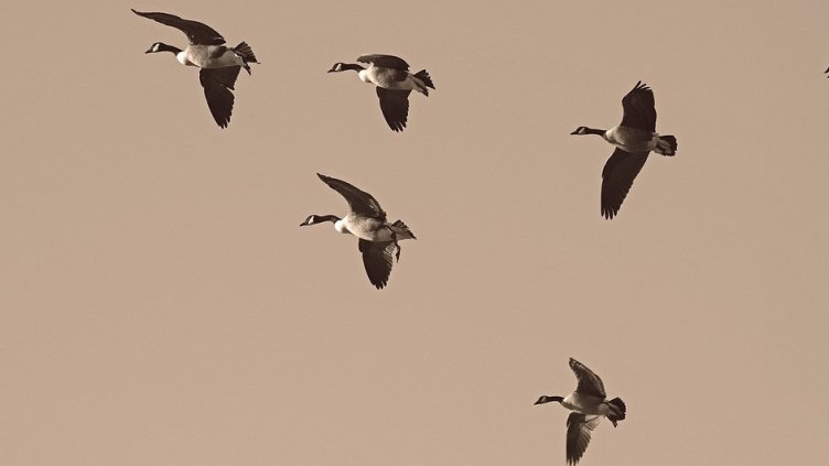 8 октомври e Световен ден на мигриращите птици