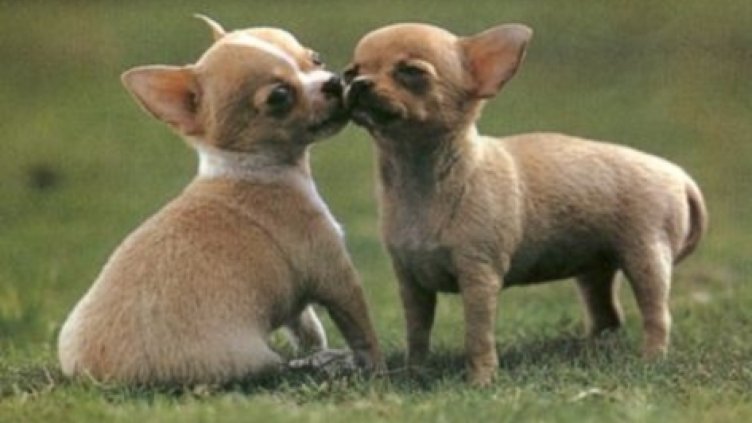 Задигнаха 8 породисти кученца от зоосклад в Бургас