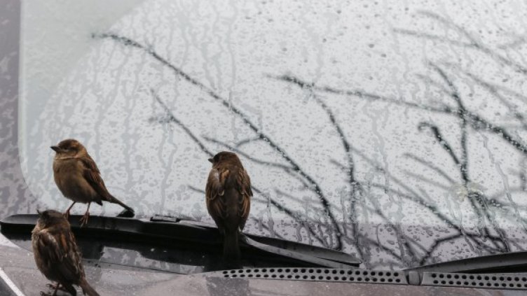 Мартенски капризи - днес слънце, от утре - дъжд