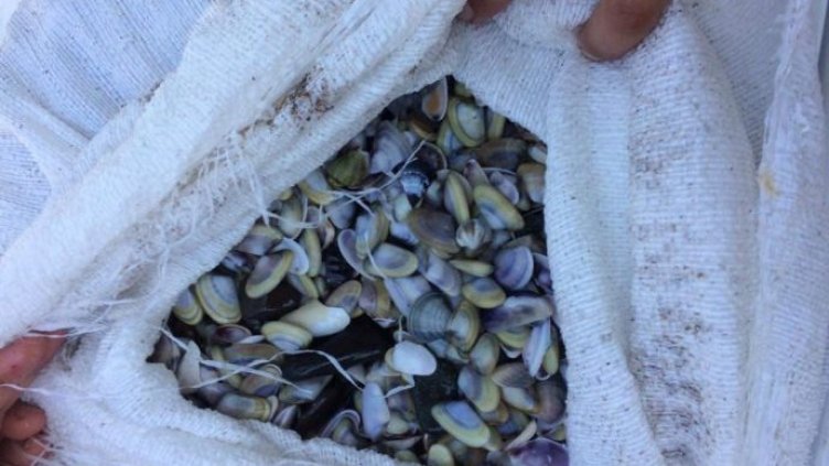 ИАРА подготвя нова забрана за улова на бяла мида