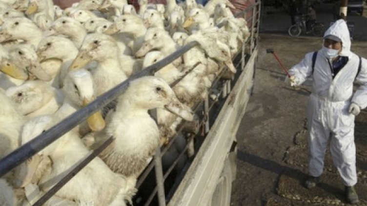 Агенцията по храните откри ново огнище на птичи грип