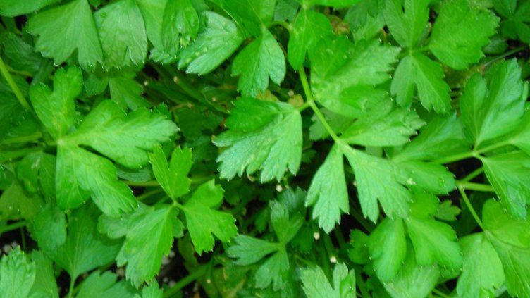 3 полезни билки, пречистващи бъбреците