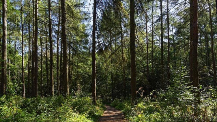 Засаждат 357 декара нови гори в Добричко през 2023 г.