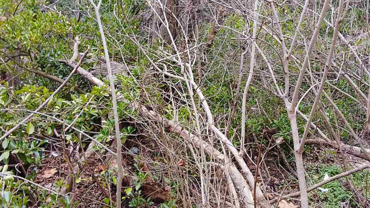 Служител на Община Варна ще следи резитбата на тополите в района на Шокъровия канал