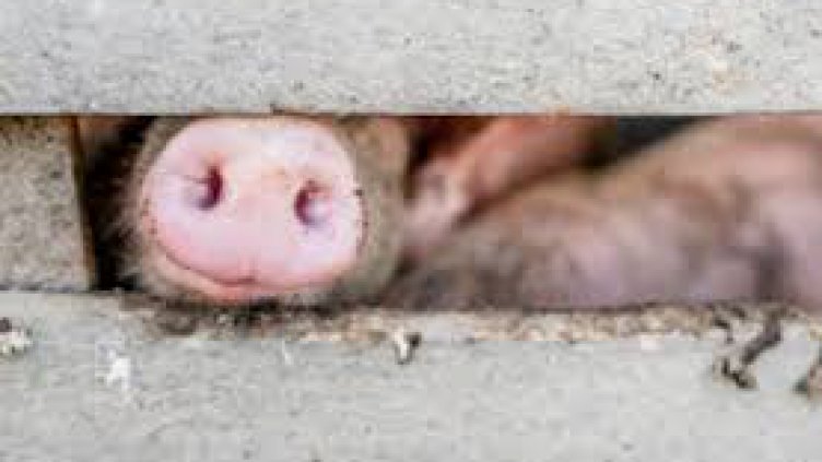 Започна премахването на огнището на африканска чума в с. Брестак(Обновена)