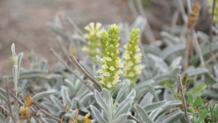 И тази година няма да берем мурсалски чай