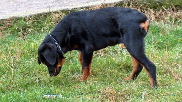 Мъж "олекна" със 100 лв. заради куче без надморник