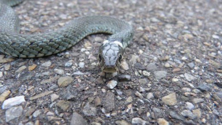 Змии изпълзяха от езерото Вая към бургаския „Меден рудник”