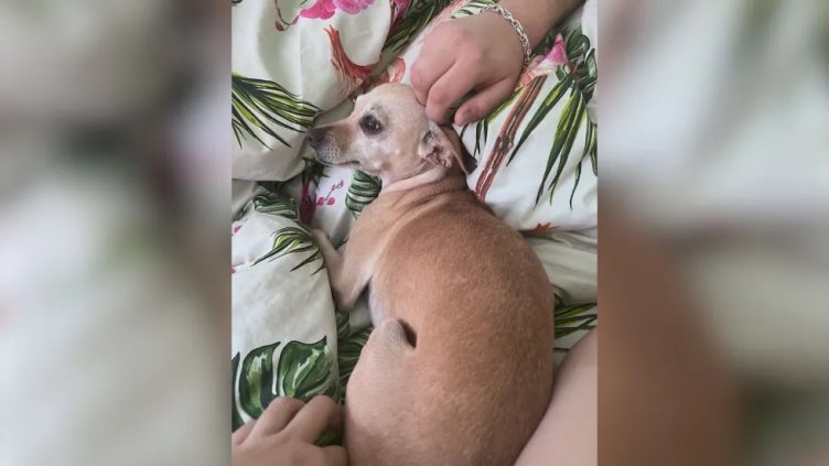 Жестокост: Жена откри кучето си обесено