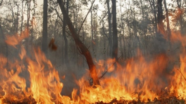 Над 2 млн. лв. изгоряха в Ардино