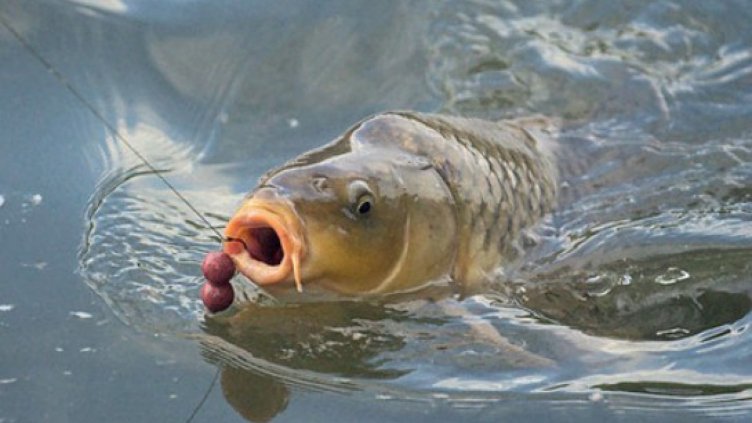 На езерата в Дуранкулак и Шабла пуснаха рибари