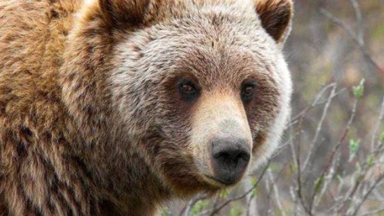 Решено: Отстрелват мечката от Белица, била опасна