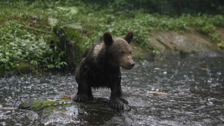 За радост на деца и ужас на майки: Мече се разходи в Сопот