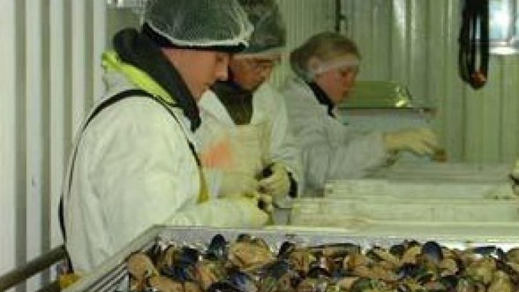 Мидите пак изчезнаха от Черно море