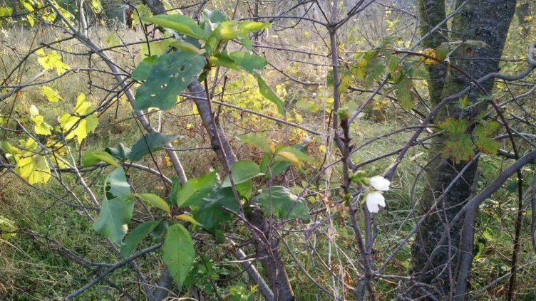 Череши връзват за втори път тази година във Варна