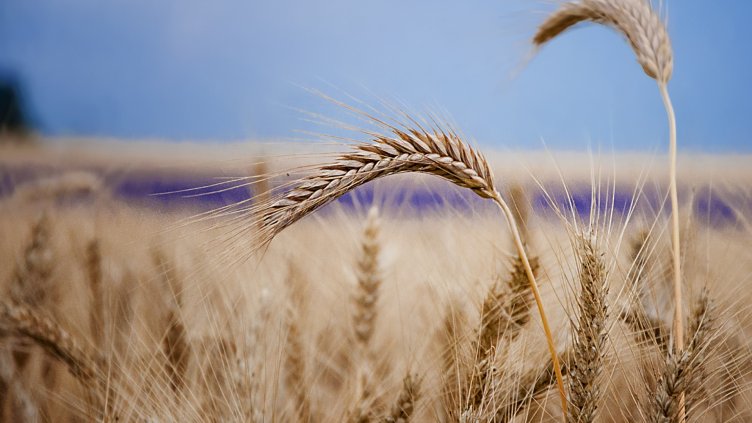 снимка: Ели Маринова