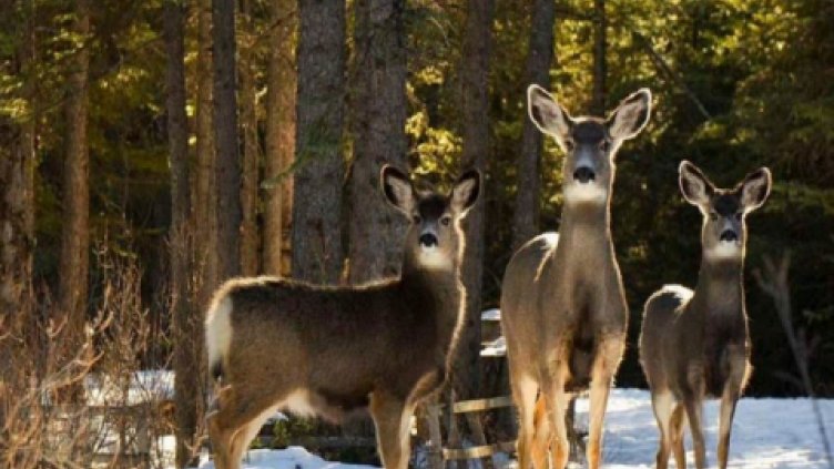 Ценко Чоков лъсна със собствено стадо елени и сърни