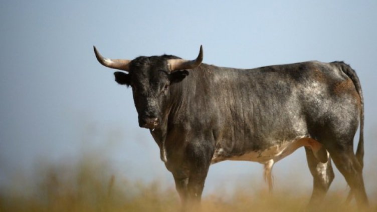 Бик уби овчар във Варненско