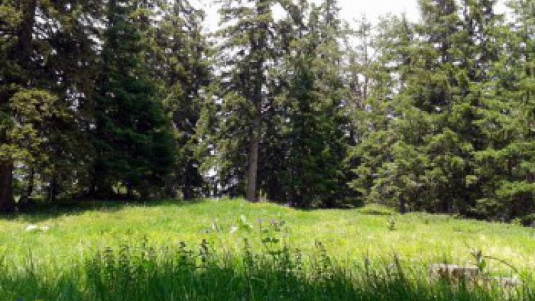 500 акта за нарушения съставиха горските стражари за 3 месеца