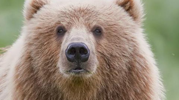 Мечки разбиха пчелини в Хасковско