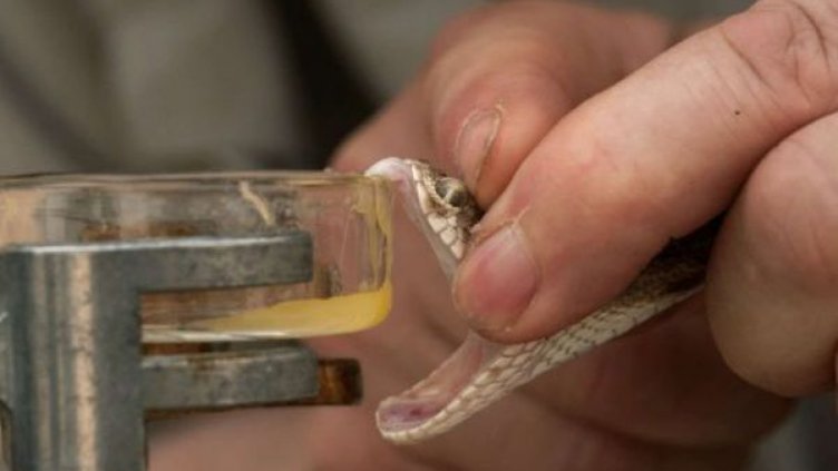 US-учени откриха лечение за рака в едно от най-страшните животни