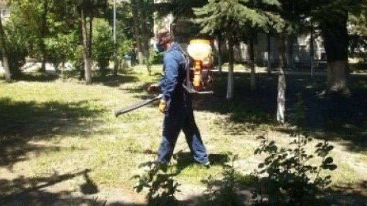 Общината: Няма тигрови комари във Варна