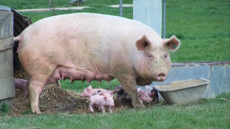 3 вида животни ще помогнат за лекарство срещу COVID-19