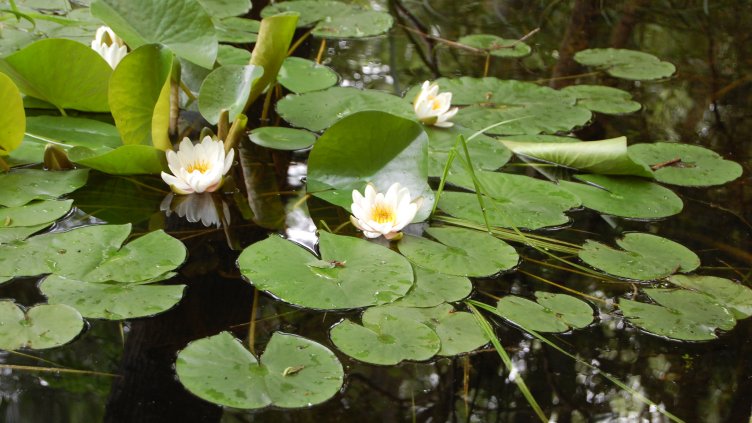 Бяла водна лилия се появи в Природен парк „Златни пясъци“