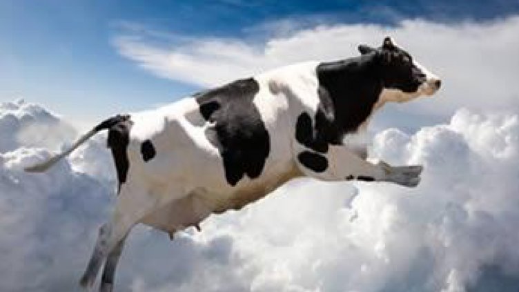 Крава падна върху кола от небето