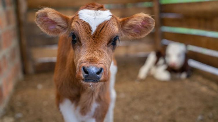 Закопчаха мъж за побой над теле